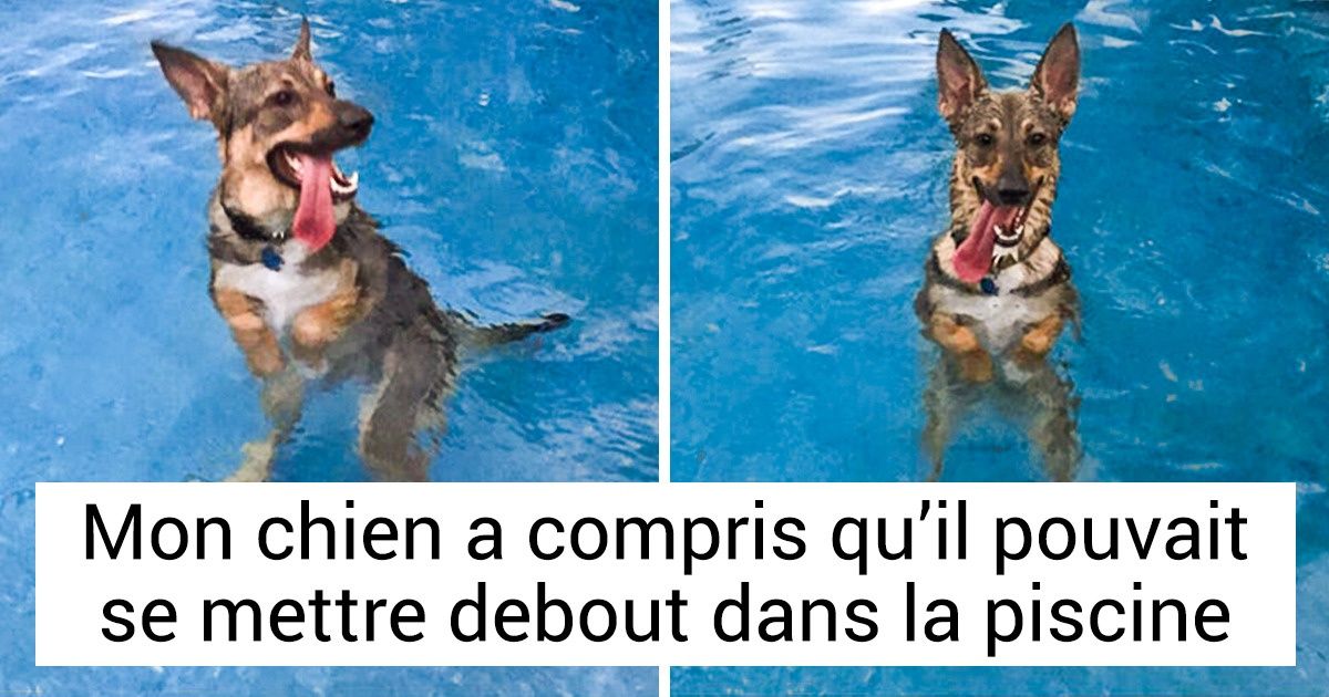 20 Chiens qui méritent une belle caresse sur le ventre pour avoir été de bons toutous 20 Chiens qui méritent une belle caresse sur le ventre pour avoir été de bons toutous