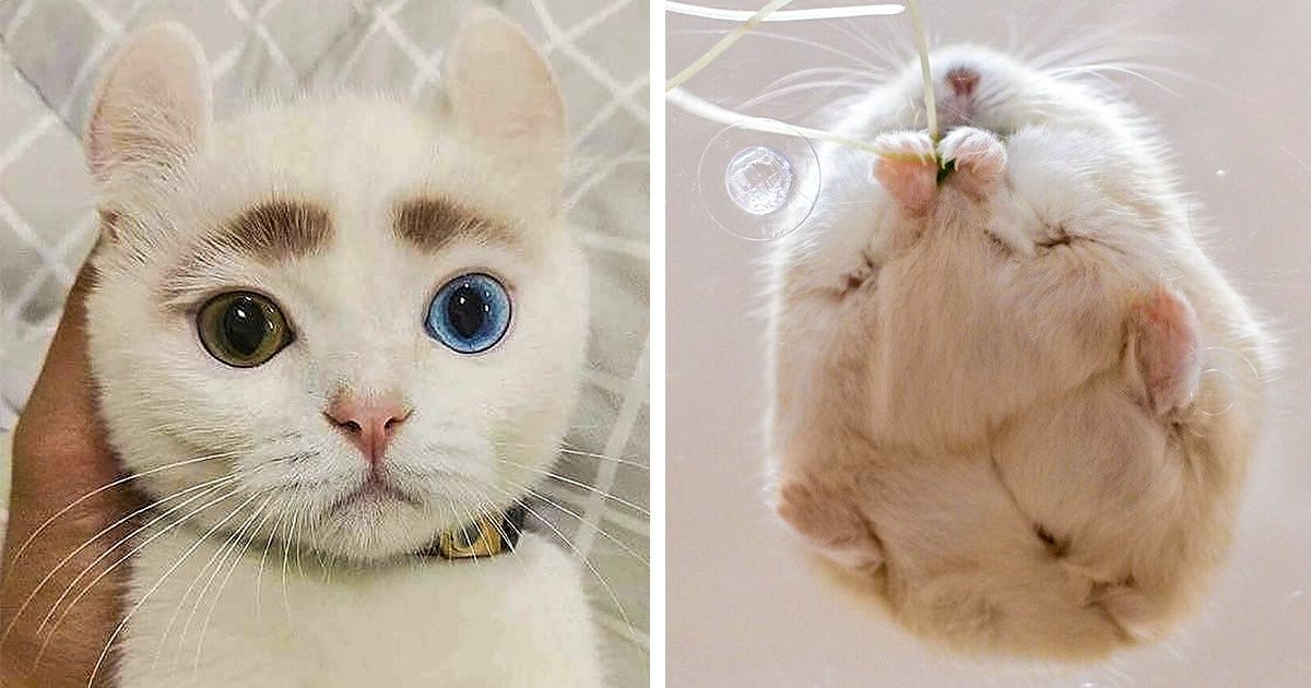 20 Photos d’animaux beaucoup trop adorables qui sont exactement ce dont tu as besoin en ce moment