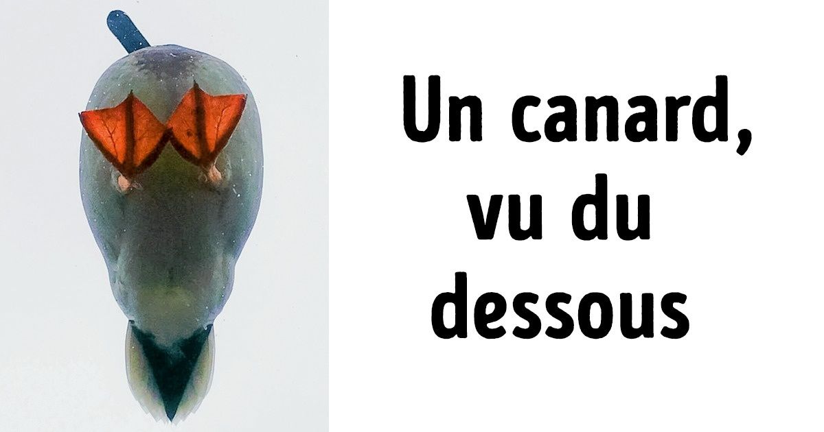 L’angle de prise de vue peut permettre d’obtenir d’incroyables photos, et ces 15 exemples le prouvent ! L’angle de prise de vue peut permettre d’obtenir d’incroyables photos, et ces 15 exemples le prouvent !