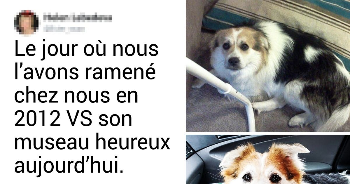 18 Animaux qui se sont transformés grâce à l’amour de leurs maîtres 18 Animaux qui se sont transformés grâce à l’amour de leurs maîtres