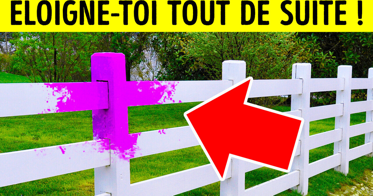 Si Tu Vois Du Violet Sur Une Clôture, Prends Tes Jambes À Ton Cou Si Tu Vois Du Violet Sur Une Clôture, Prends Tes Jambes À Ton Cou