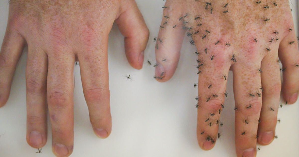 6 Façons naturelles d’éloigner les moustiques de ton corps pour passer un été serein