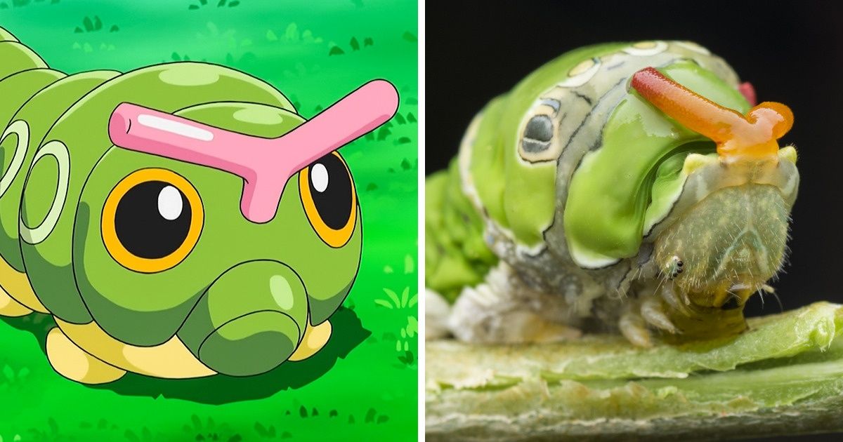 25 Animaux réels qui pourraient être à l’origine de la création de certains Pokémon 25 Animaux réels qui pourraient être à l’origine de la création de certains Pokémon