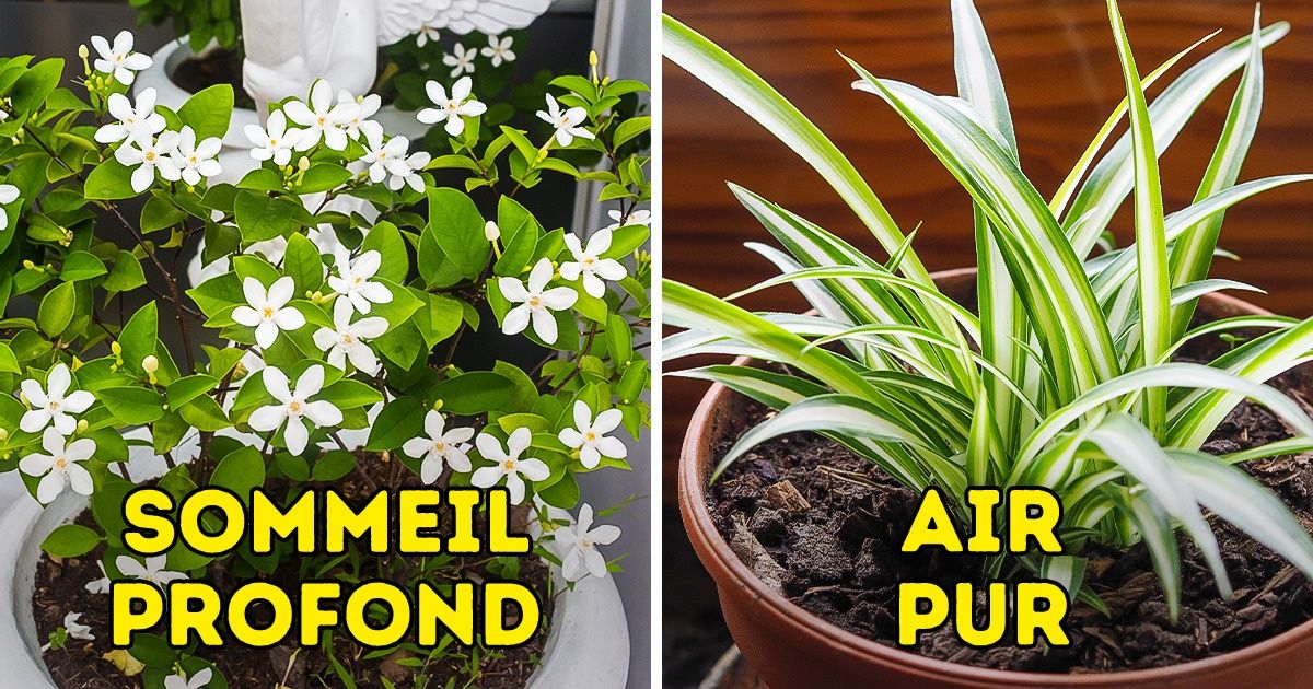 15 Plantes d’intérieur qui sont bonnes pour la santé 15 Plantes d’intérieur qui sont bonnes pour la santé