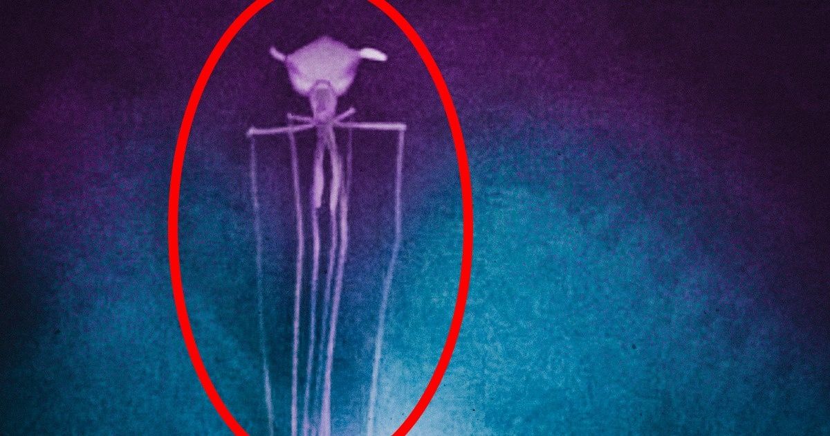 Ces 12 mystérieuses découvertes sous-marines révèlent un nouveau monde bien différent du nôtre