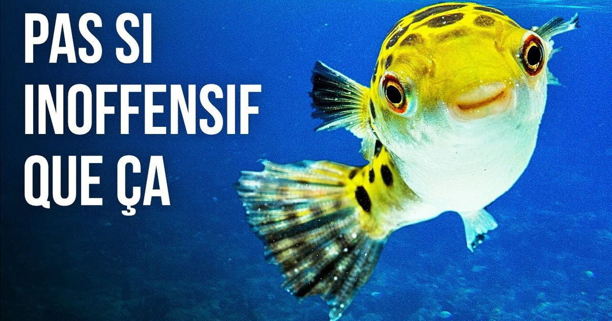 Les 3 créatures sous-marines les plus venimeuses du monde