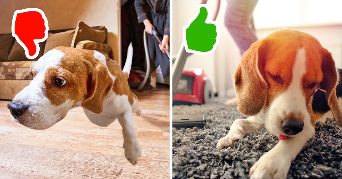 5 conseils pratiques pour t’aider à améliorer la vie de ton chien 5 conseils pratiques pour t’aider à améliorer la vie de ton chien