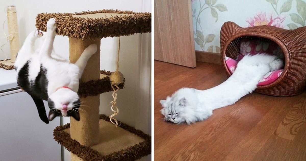 25 Chats incroyablement souples qui ont brisé les lois de la physique