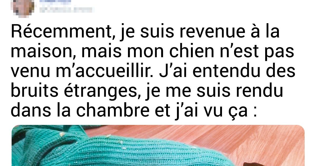 18 Cas où de bons toutous n’ont pas pu s’empêcher de faire des bêtises