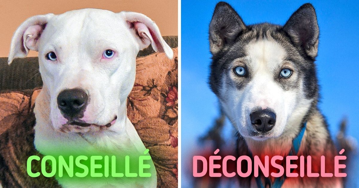 10 Races de chiens qui conviennent parfaitement aux familles avec enfants