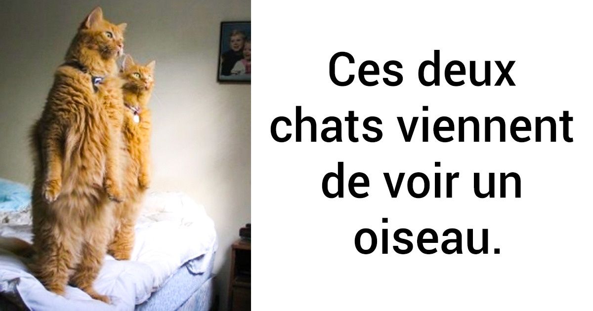 20 Animaux qui ont essayé de faire quelque chose de nouveau et leurs expressions sont inestimables 20 Animaux qui ont essayé de faire quelque chose de nouveau et leurs expressions sont inestimables