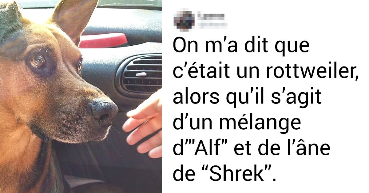 20+ Lecteurs de Sympa se sont remémorés avec humour ce qu’ils ont ressenti lorsqu’ils ont été trompés sur la race de leurs animaux 20+ Lecteurs de Sympa se sont remémorés avec humour ce qu’ils ont ressenti lorsqu’ils ont été trompés sur la race de leurs animaux