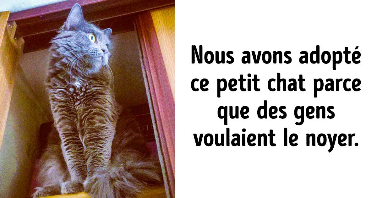 24 Histoires sur le véritable amour qui existe entre un être humain et un animal