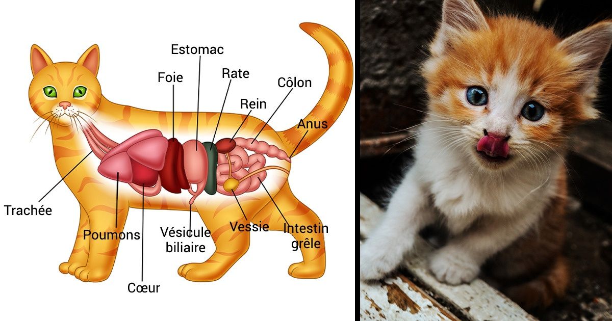 10 Aliments que tu ne devrais pas donner à ton chat, même s’il te fait les yeux doux 10 Aliments que tu ne devrais pas donner à ton chat, même s’il te fait les yeux doux