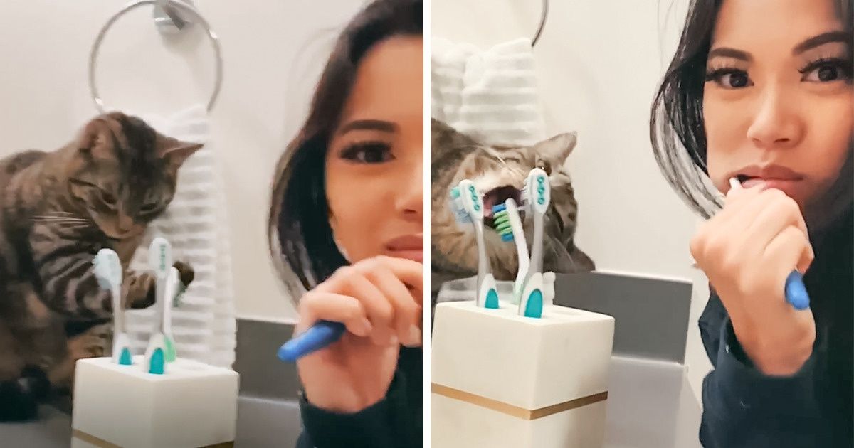 Ce chat a appris à se brosser les dents en regardant faire sa maîtresse, et il a maintenant sa propre brosse