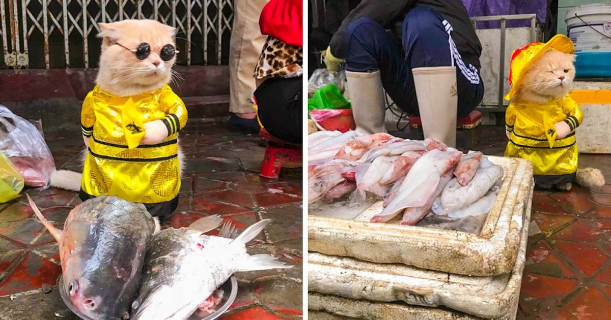 Rencontre Chô, un vendeur de poisson qui conquiert Internet avec ses looks adorables