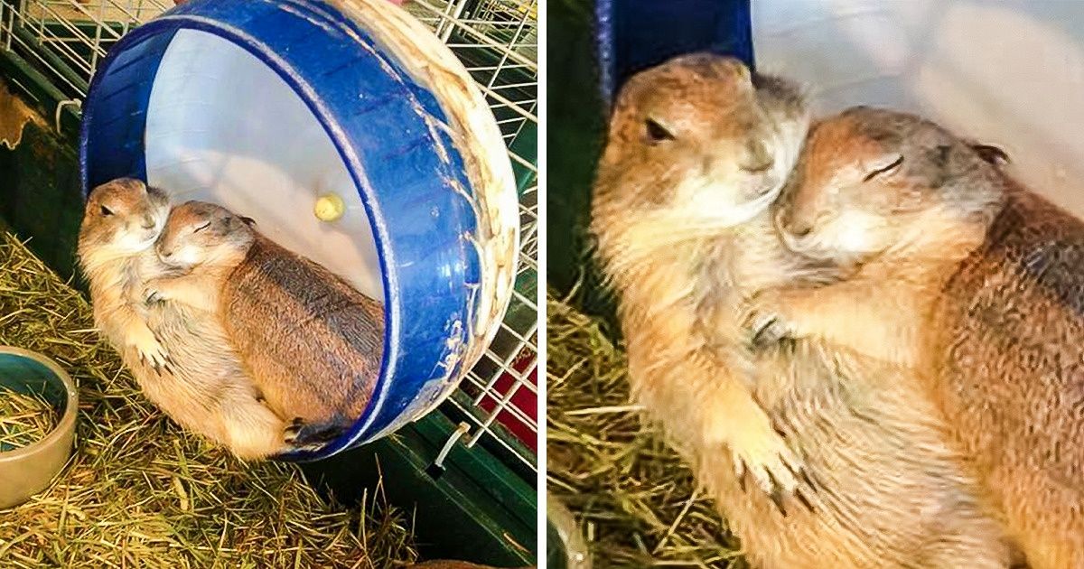 23 Animaux amoureux qui feront fondre même les cœurs de pierre