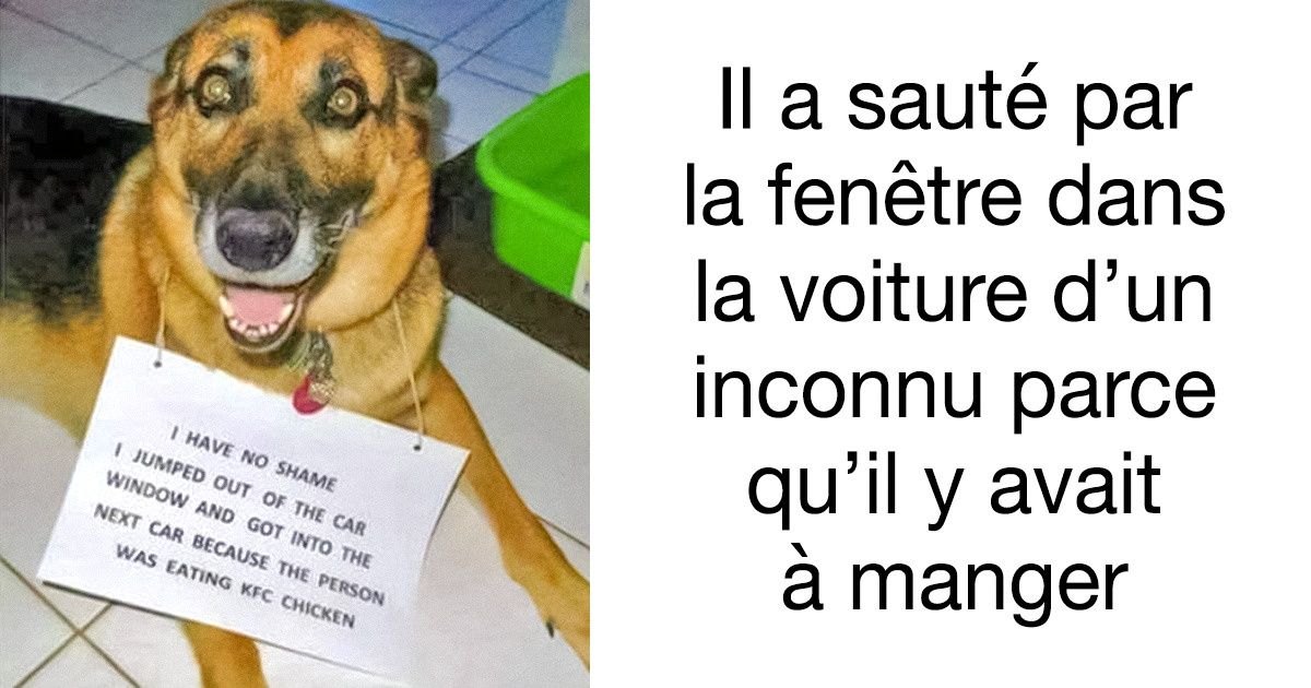 20 Chiens trop malins qui obtiendront leur repas coûte que coûte