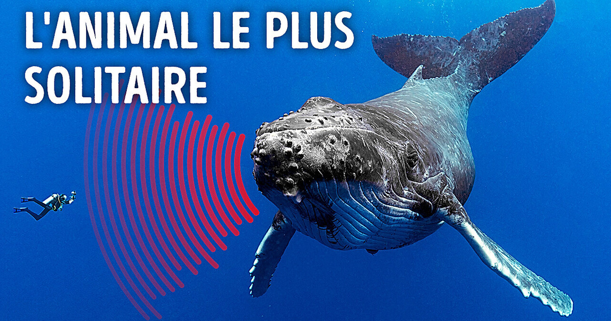 La baleine la plus solitaire du monde (tu risques de pleurer après avoir regardé ça) La baleine la plus solitaire du monde (tu risques de pleurer après avoir regardé ça)
