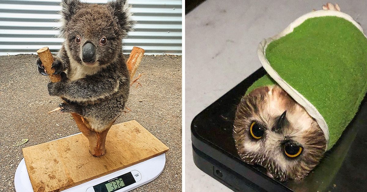 17 photos qui montrent comment les soigneurs animaliers s’y prennent pour peser leurs petits patients 17 photos qui montrent comment les soigneurs animaliers s’y prennent pour peser leurs petits patients