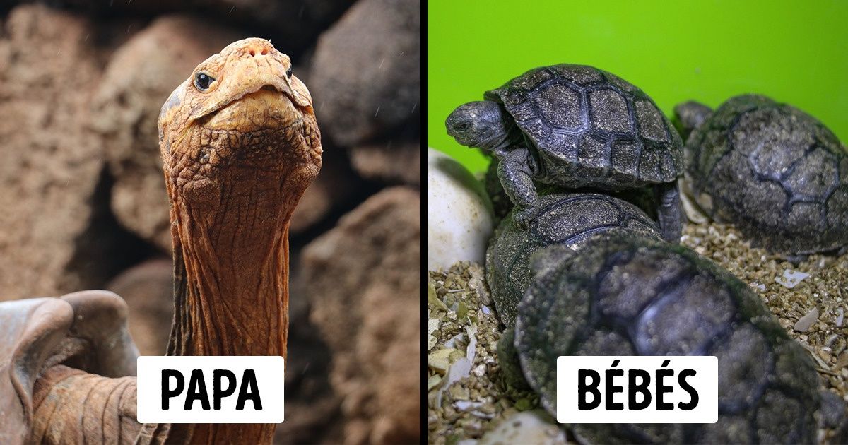 Une tortue géante de 100 ans a donné naissance à 800 bébés, sauvant ainsi son espèce de l’extinction Une tortue géante de 100 ans a donné naissance à 800 bébés, sauvant ainsi son espèce de l’extinction