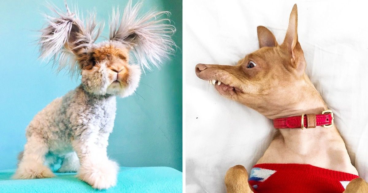 Ces 10 animaux stars d’Instagram vont te faire craquer et ce ne sont même pas des chatons