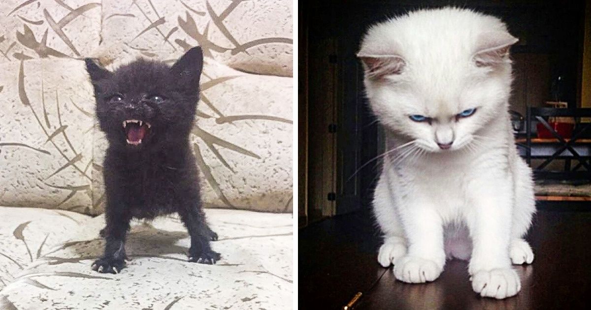 22 animaux qui ne peuvent tout simplement pas cacher leurs émotions