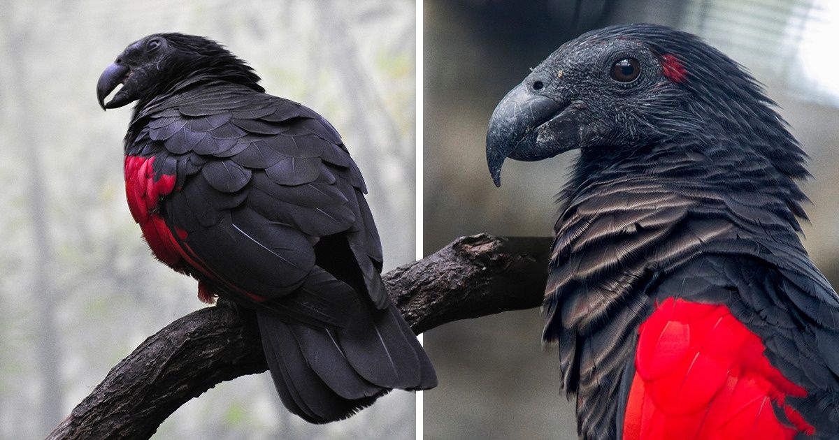 Le perroquet Dracula est un vrai gothique parmi les oiseaux, et il est terriblement magnifique Le perroquet Dracula est un vrai gothique parmi les oiseaux, et il est terriblement magnifique