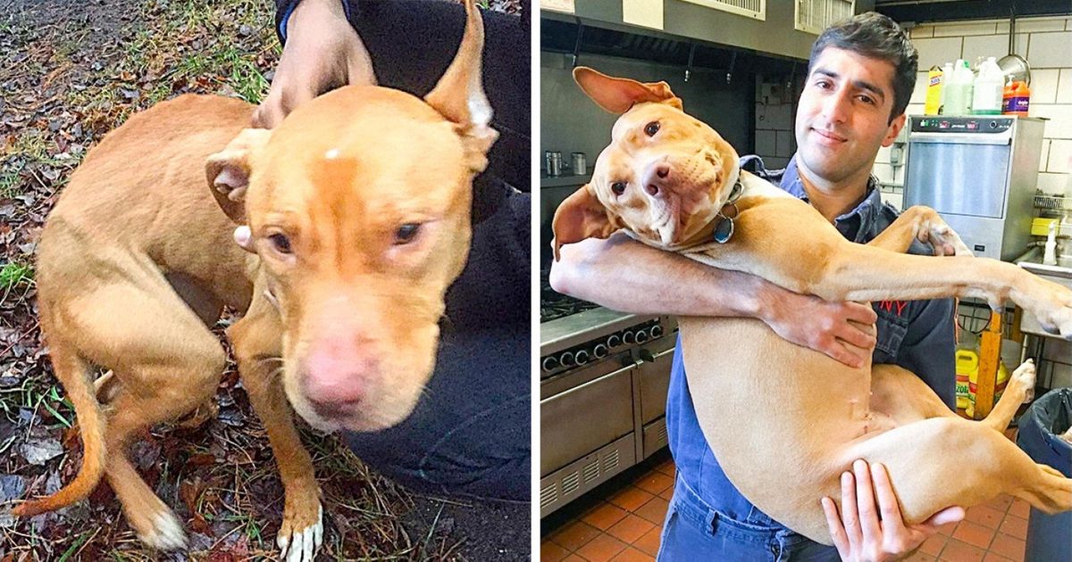 Un pitbull âgé d’un an, affamé et abandonné par ses anciens propriétaires, a trouvé la plus jolie des familles Un pitbull âgé d’un an, affamé et abandonné par ses anciens propriétaires, a trouvé la plus jolie des familles