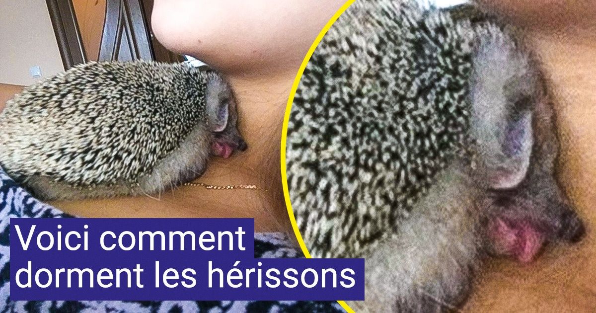 19 Animaux domestiques qui sont prêts à prouver qu’ils sont beaucoup mieux que les chats et les chiens