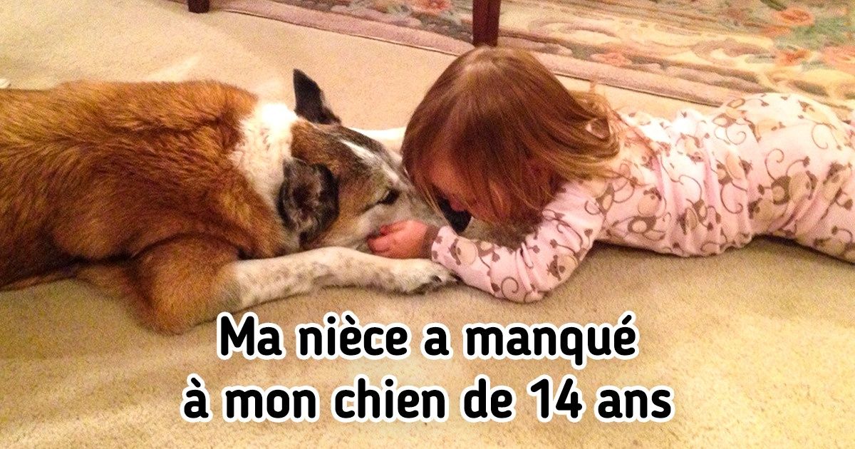 22 Animaux de compagnie âgés qui ne seront jamais trop vieux pour donner de l’amour