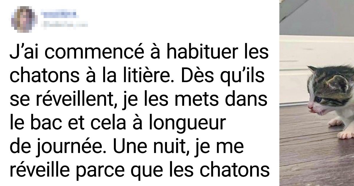 19 Animaux qui ne cherchent pas à cacher leur ingéniosité et leur intelligence
