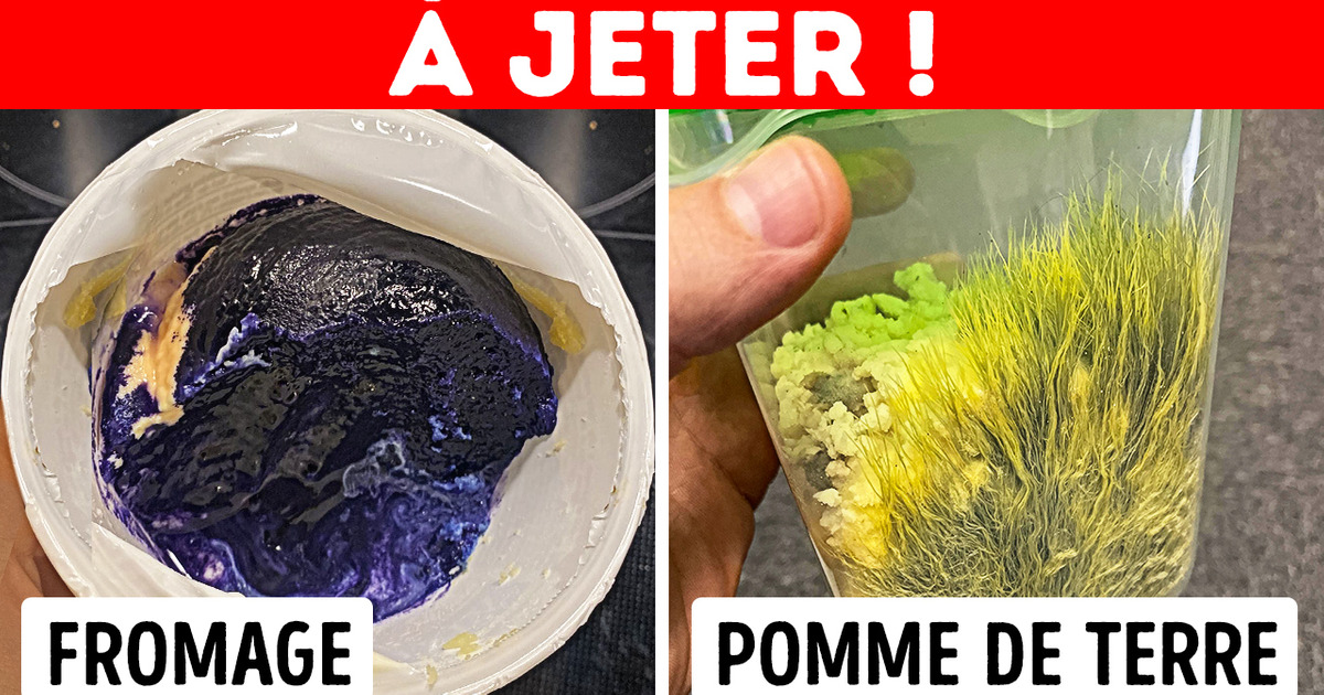 Le Charme Discret des Moisissures : Étranges et Fascinantes