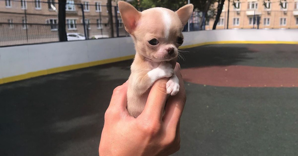 15 Races de chiens qui conservent leur petite taille 15 Races de chiens qui conservent leur petite taille