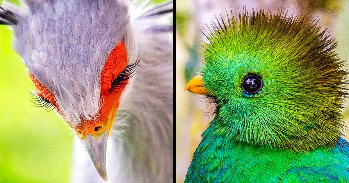 20+ Animaux tellement magnifiques que nous ne pouvons pas arrêter de les admirer