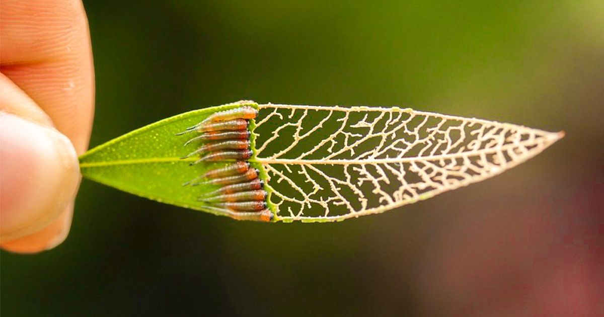 22 Photos qui prouvent que la nature a plus d’un tour dans son sac