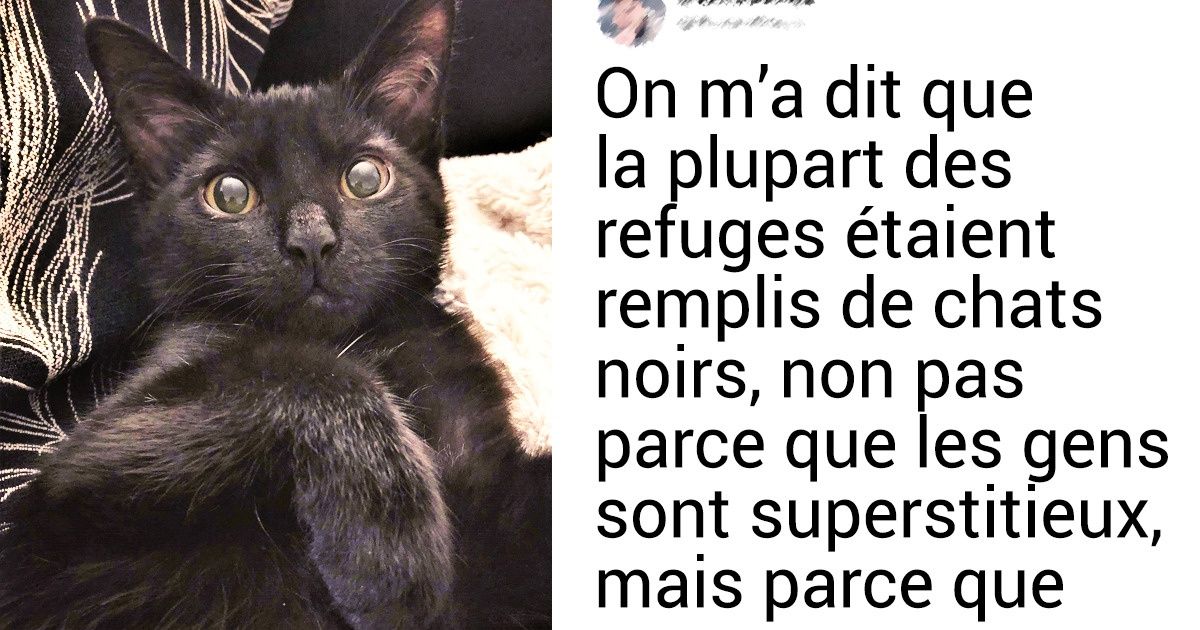 Preuves Qu Avoir Un Chat Noir Comme Animal De Compagnie Peut Etre Plus Special Qu On Ne Le Pense