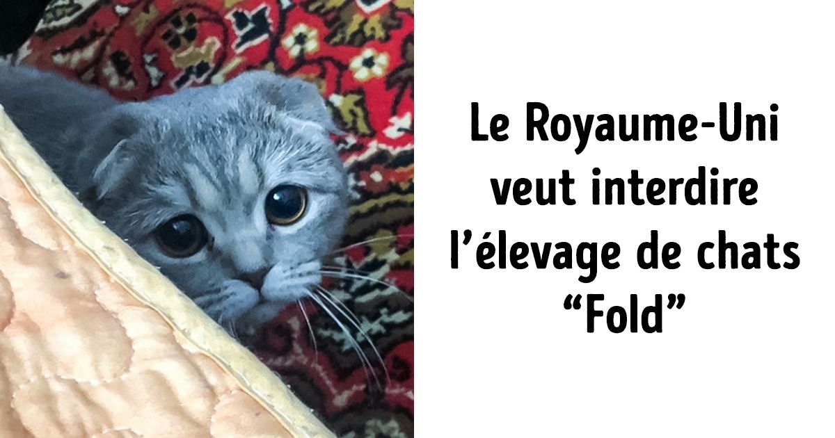 14 Lois sur la protection des animaux qui devraient être adoptées de toute urgence dans le monde entier 14 Lois sur la protection des animaux qui devraient être adoptées de toute urgence dans le monde entier
