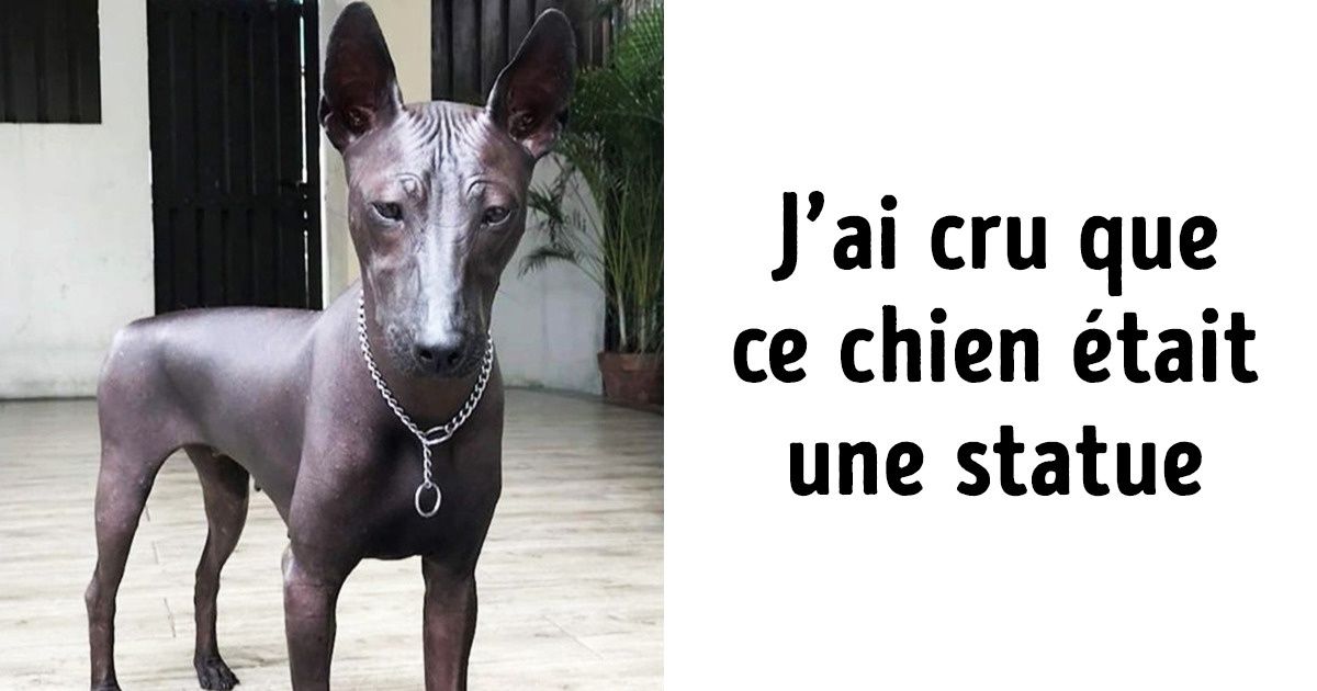 20 Chiens qui semblent venir d’une autre planète