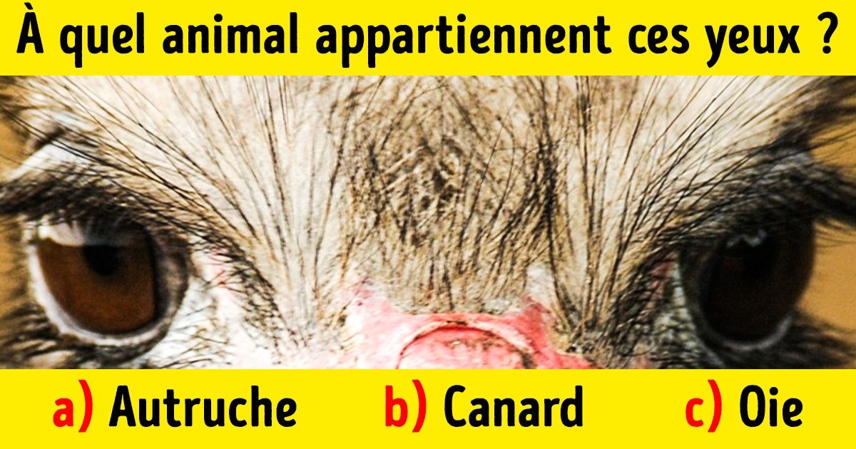 Test : devine à quels animaux appartiennent ces yeux Test : devine à quels animaux appartiennent ces yeux