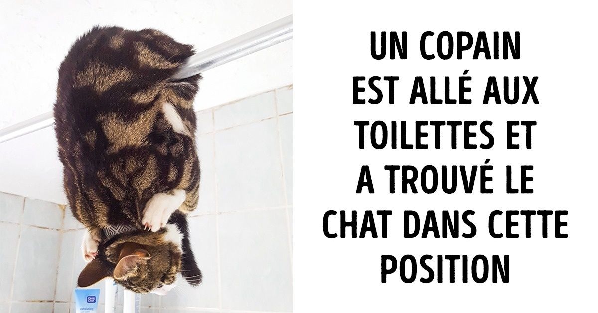 Les animaux refusent parfois de se comporter correctement, et ces 17 photos le prouvent ! Les animaux refusent parfois de se comporter correctement, et ces 17 photos le prouvent !