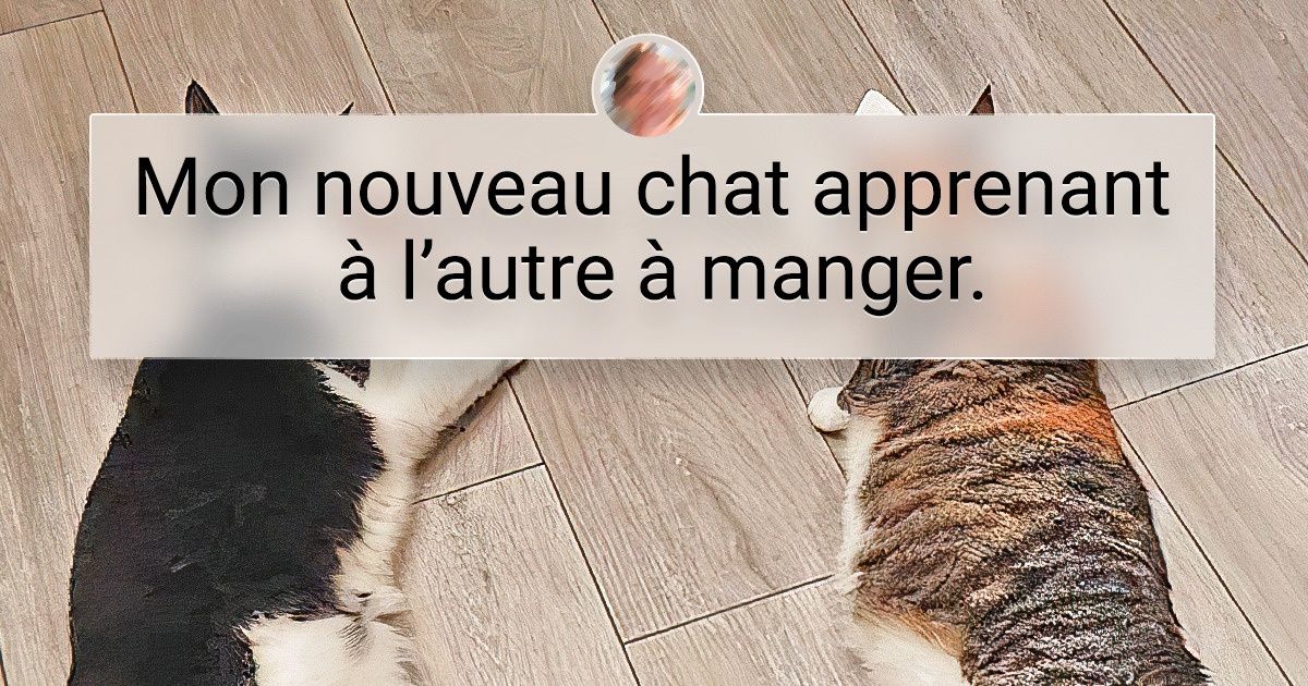20+ Personnes qui ont adopté un chat et qui ont reçu en cadeau une source inépuisable de rigolade