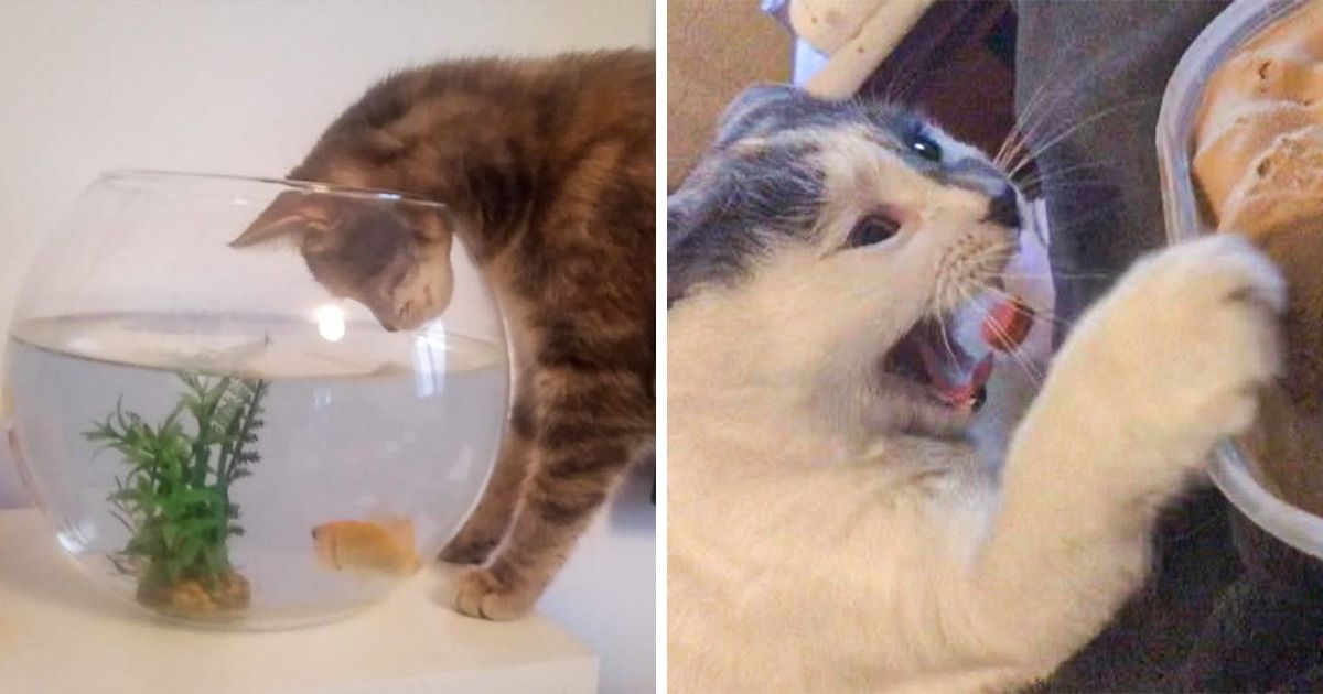 15 Lecteurs de Sympa qui ont capturé en photo leurs animaux de compagnie alors qu’ils faisaient une bêtise