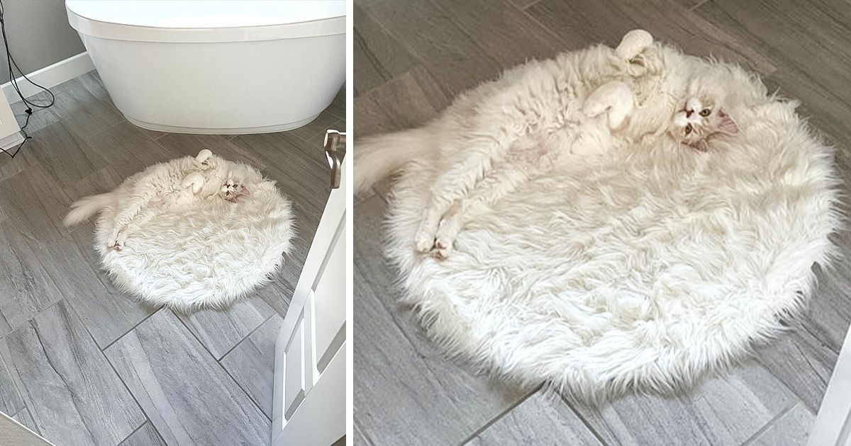 15+ Animaux qui se fondent si bien dans le décor qu’on pourrait presque croire que c’est leur activité principale