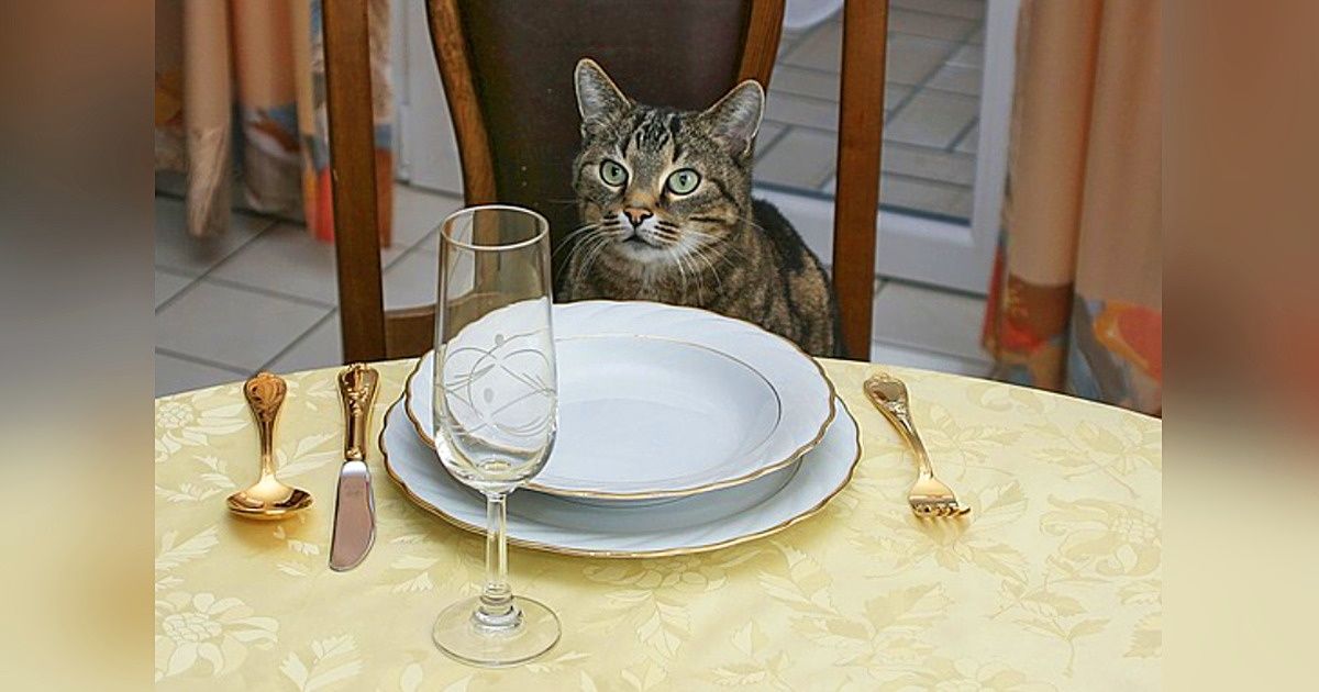 Comment nourrir correctement ton chat ou ton chien aux différentes étapes de sa vie ? Comment nourrir correctement ton chat ou ton chien aux différentes étapes de sa vie ?