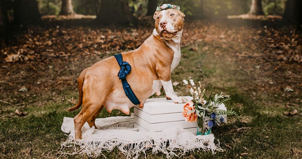 Une chienne enceinte a été sauvée de la rue, et sa vie a changé au point qu’elle est devenue un mannequin de la maternité