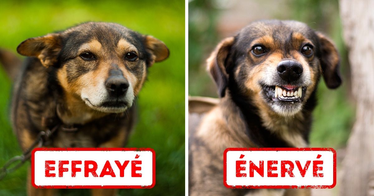 11 Choses que ton chien veut que tu saches