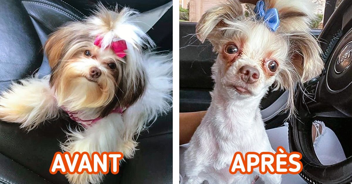 20 Propriétaires de chiens qui ont eu un canidé complètement différent après le toilettage