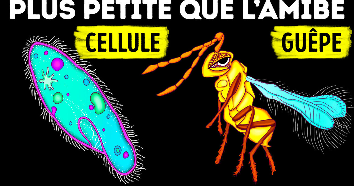 De nouveaux faits fascinants sur les animaux que j’ai découverts aujourd’hui De nouveaux faits fascinants sur les animaux que j’ai découverts aujourd’hui