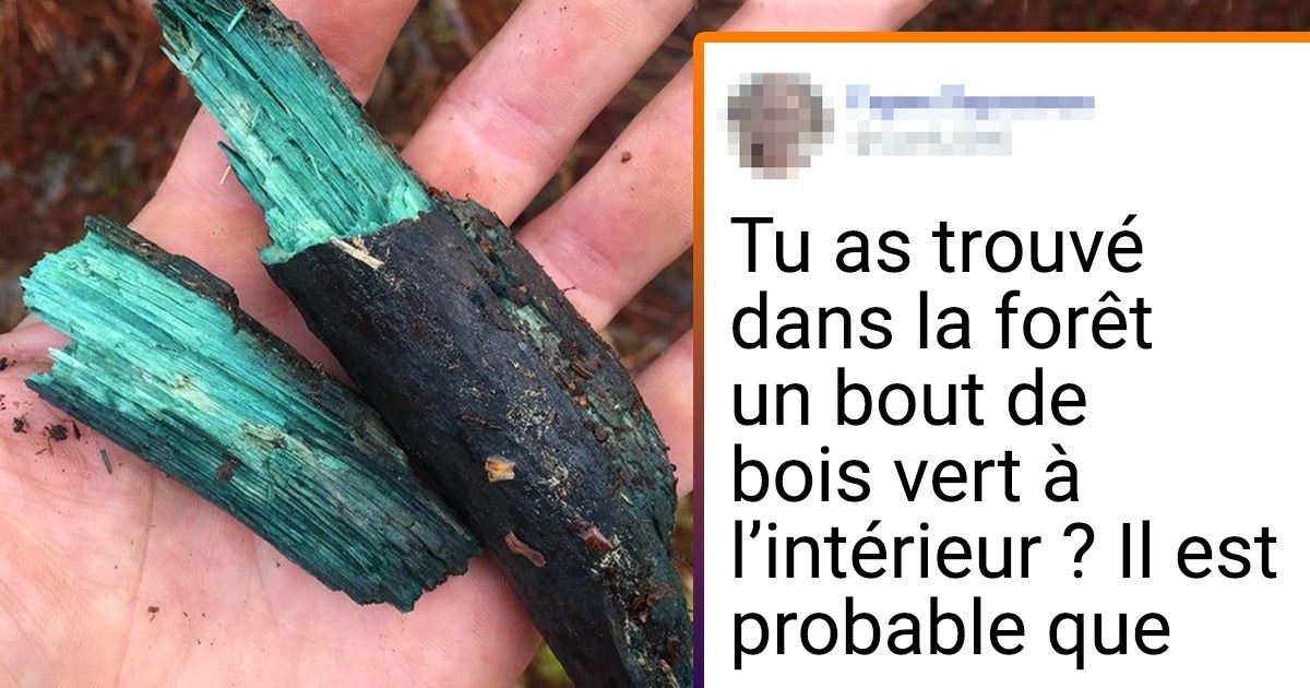 20+ Personnes qui ont fait de leur chasse aux champignons une véritable aventure